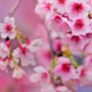 Meet your Posher, Frances